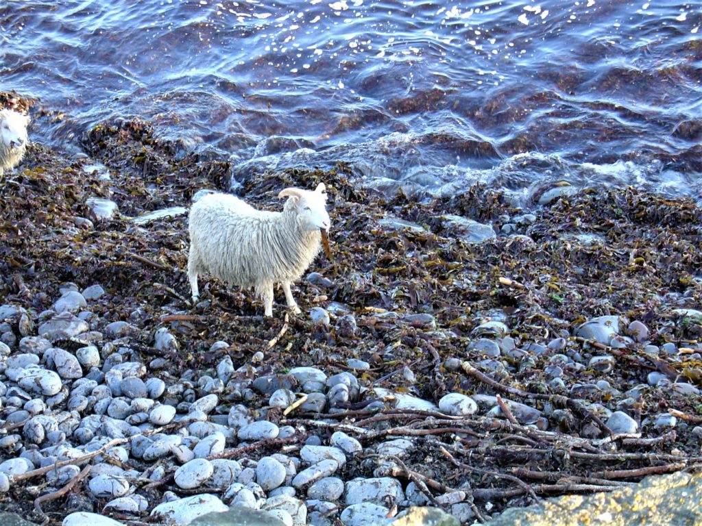 Vortrag “Seaweed-eating sheep and seaweed as fertiliser: Identifying seaweed use in the archaeological record” von BAG-Förderpreisträgerin Magdalena Blanz (Reihe NeuBioArch)